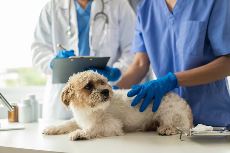 10 astuces pour protéger vos animaux domestiques des puces