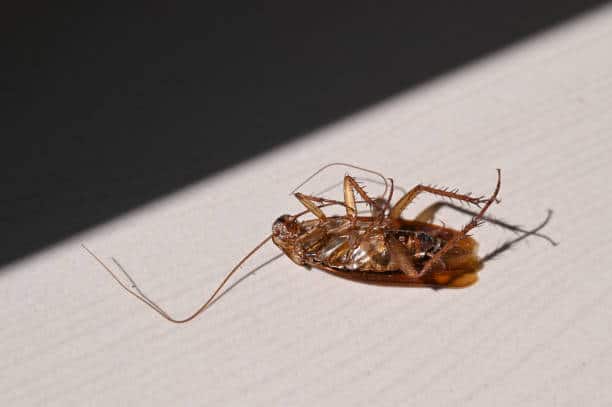 Comment éviter les infestations de blattes (cafards) pendant les mois chauds ?