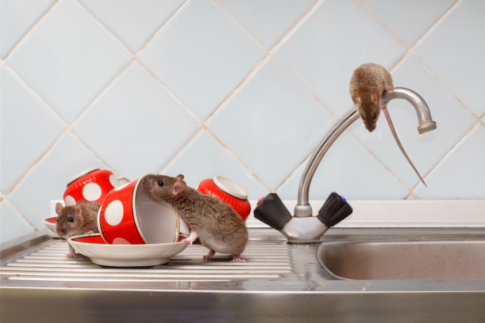 Ce qu&rsquo;il ne faut pas faire si vous ne voulez pas attirer les rats chez vous