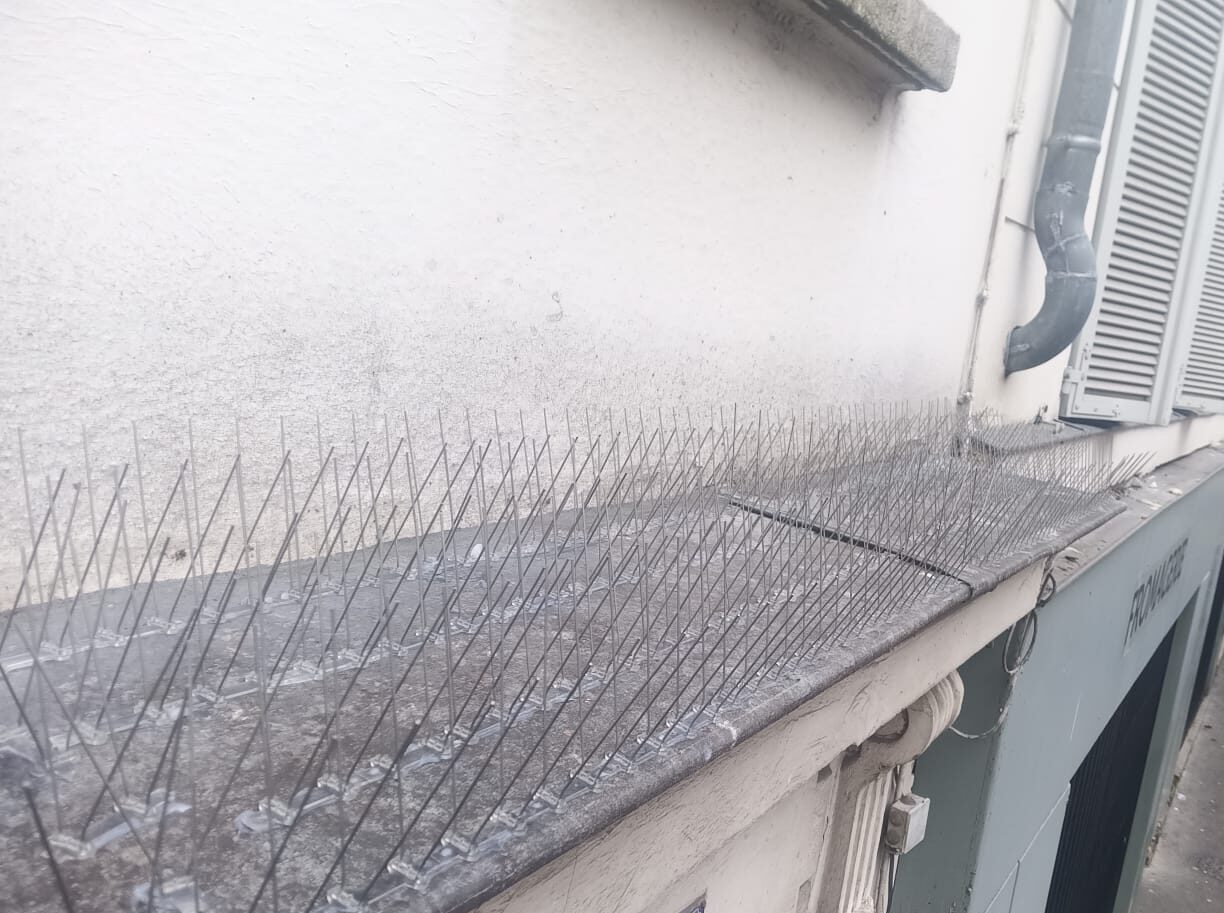 Contrôle des installations anti-pigeons : entretien régulier et prévention durable
