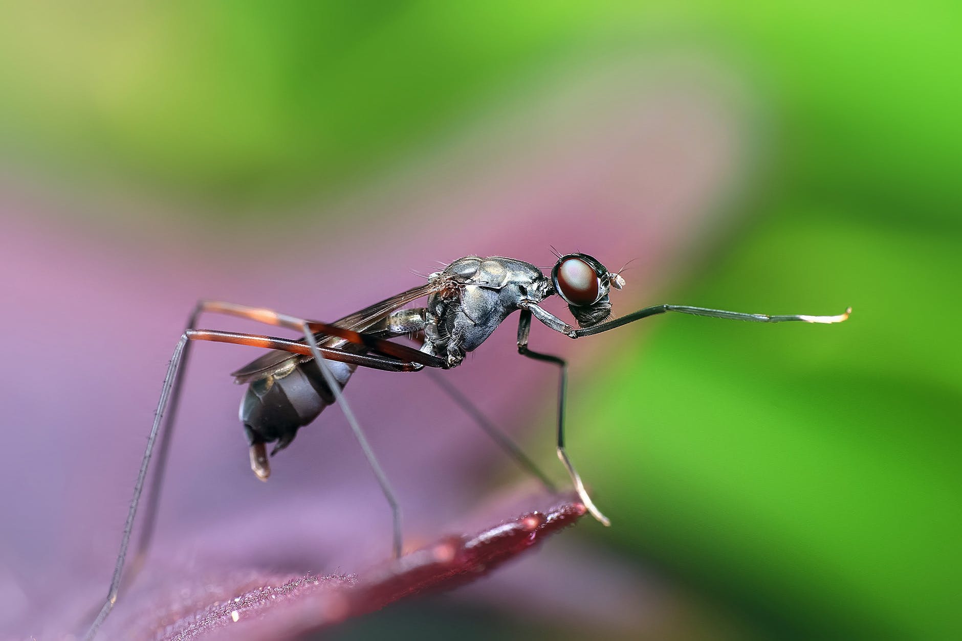 Les choses à faire et à ne pas faire face aux insectes piqueurs