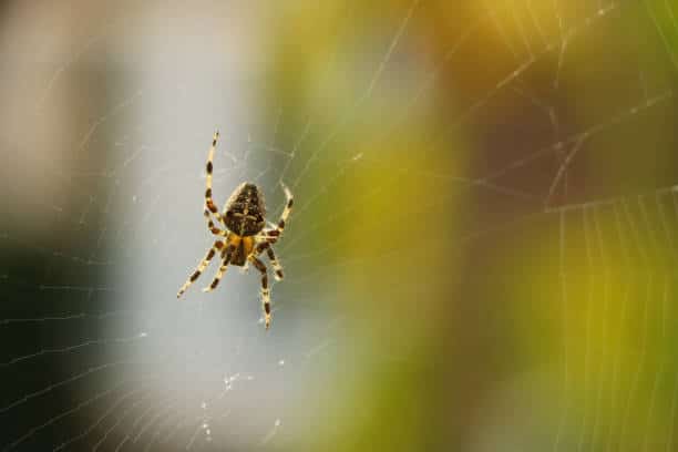 Guide pratique pour la lutte contre les araignées en automne