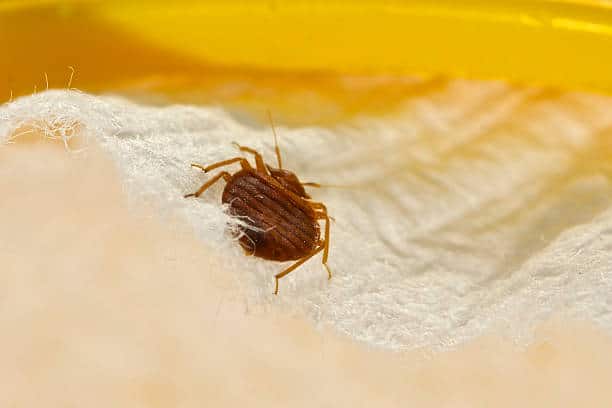 Guide sur la punaise de lit : Comprendre, prévenir et éliminer l&rsquo;infestation.