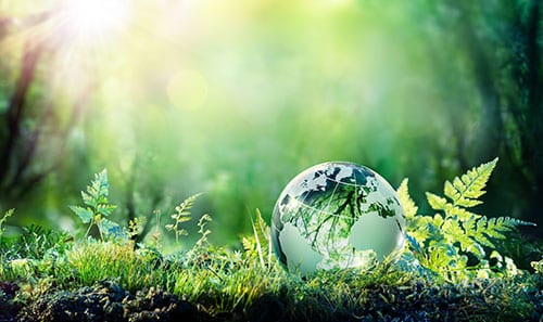 Halte Nuisibles, une entreprise résolument écoresponsable