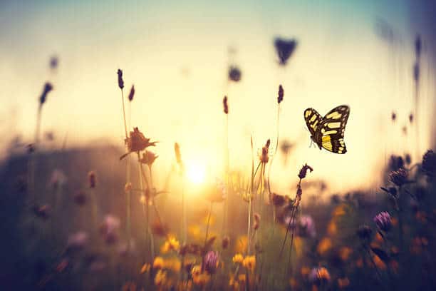 Les insectes bénéfiques pour les hommes et leur environnement.
