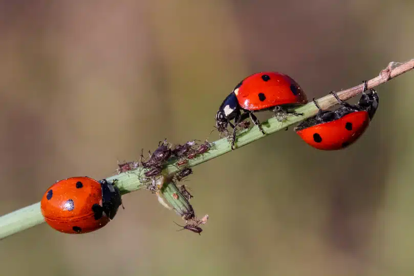 Méthodes de lutte naturelle contre les nuisibles : Solutions écologiques