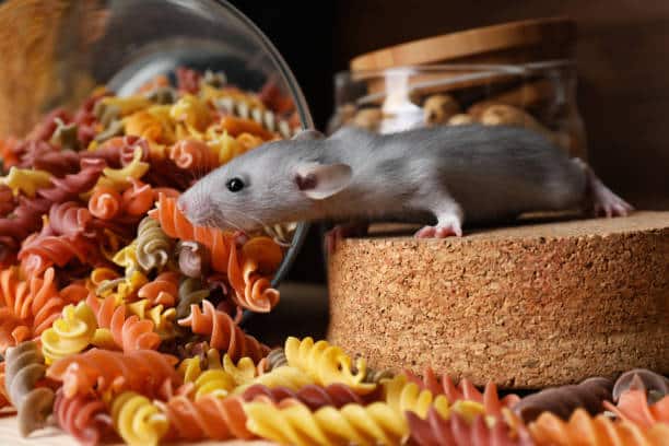 Prévenir la présence de souris dans mon sous-sol