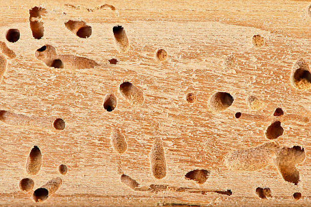 Prévention des infestations termites avant l&rsquo;hiver