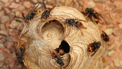 Le printemps et le retour du frelon asiatique