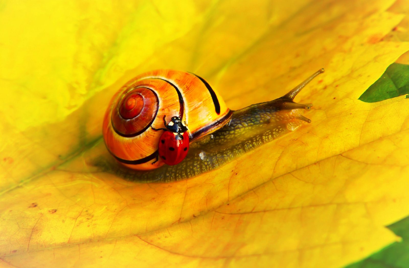 Protection des jardins contre les escargots et les limaces : solutions efficaces