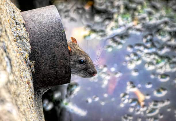 Rats dans les canalisations : prévention et solution