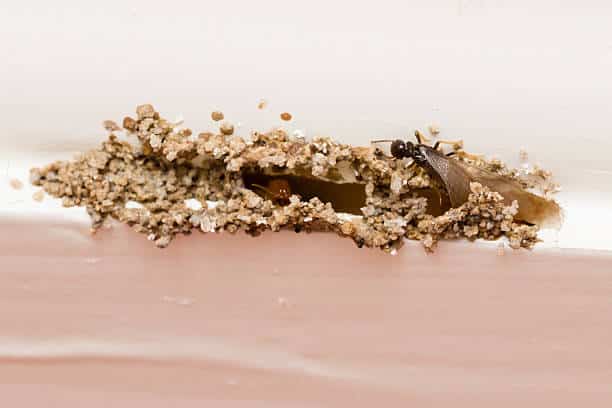 Empêcher les termites d&rsquo;endommager la structure de vos maisons.
