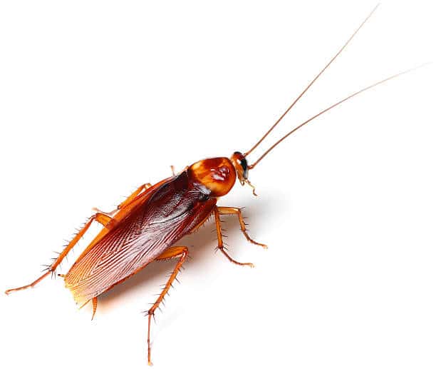Types de blattes (cafards) en France et comment éviter les infestations